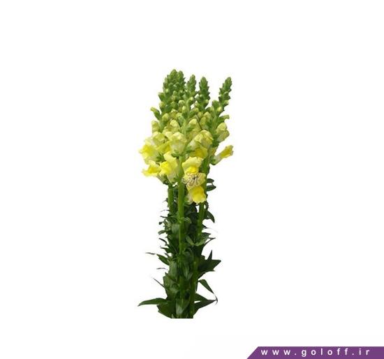گل فروشی اینترنتی - گل میمونی مونیکا - Antirrhinum majus | گل آف